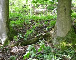 DSC_0534.JPG